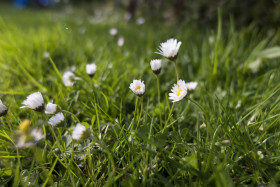 Stock Image: daisies on a meadow