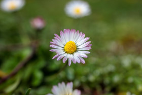 Stock Image: Daisies with pink accents on the tips of the leaves