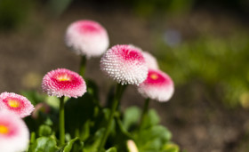 Stock Image: daisy english bellis perennis