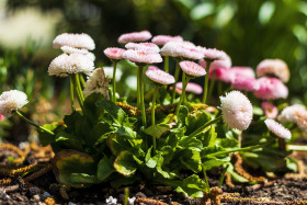 Stock Image: daisy english bellis perennis - pink flowers