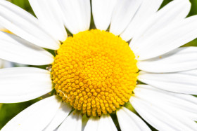 Stock Image: daisy flower close up