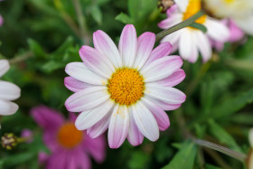 Stock Image: daisy flower macro