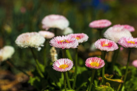 Stock Image: daisy flowers english bellis perennis