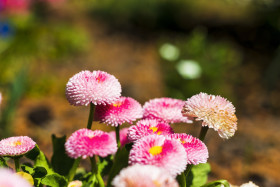 Stock Image: daisy flowers english bellis perennis