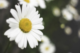 Stock Image: daisy flowers matt