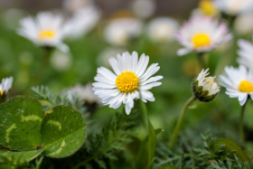 Stock Image: Daisy in April