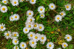 Stock Image: daisy meadow texture