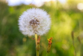 Stock Image: Dandelion