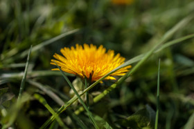 Stock Image: Dandelion flower