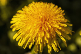 Stock Image: dandelion macro april