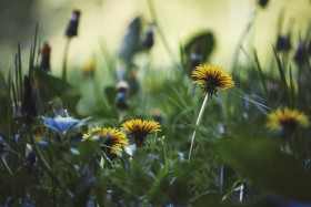 Stock Image: dandelion meadow