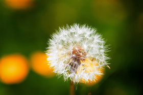 Stock Image: Dandelion seeds on green bokeh background