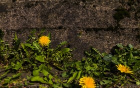 Stock Image: dandelion wallflower