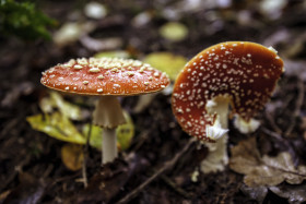 Stock Image: Danger poisonous Mushrooms