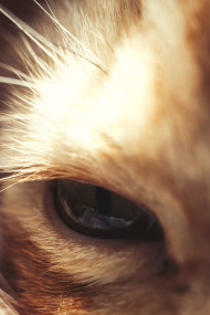 Stock Image: dark cat eye