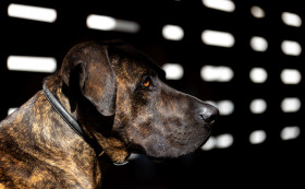 Stock Image: Dark Dog Portrait