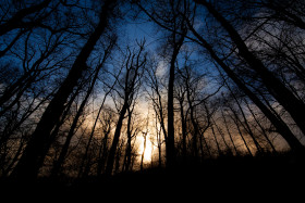Stock Image: dark forest