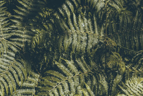 Stock Image: dark green fern leaves background