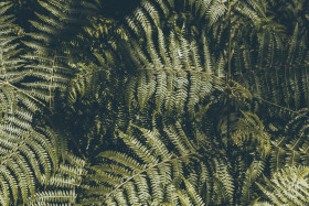 Stock Image: dark green fern leaves background