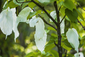 Stock Image: Davidia involucrata or handkerchief, dove-tree, ghost tree, with flowers