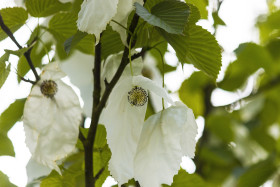 Stock Image: Davidia involucrata or handkerchief, dove-tree, ghost tree, with flowers