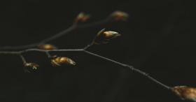Stock Image: dead branch with buds