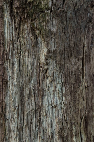 Stock Image: dead tree bark texture