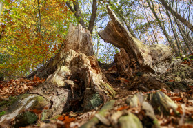Stock Image: Dead tree in the autumn forest