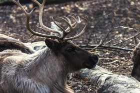 Stock Image: deer head