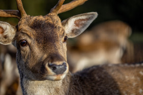Stock Image: Deer Head Close-Up
