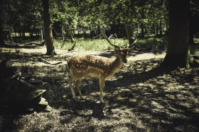 Stock Image: deer in the forest