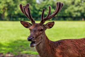 Stock Image: Deer portrait