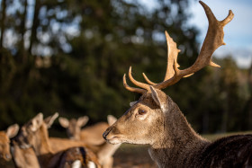 Stock Image: Deer with magnificent antlers
