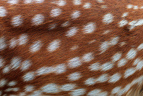 Stock Image: Deerskin texture