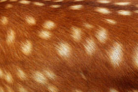 Stock Image: Deerskin texture background