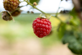 Stock Image: Delicious Delicious raspberry ripens in the sun
