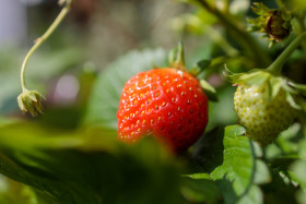 Stock Image: Delicious strawberries ripen in the sun