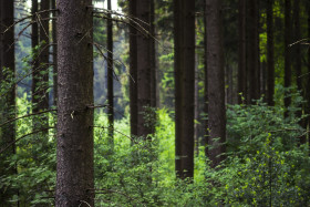Stock Image: dense fir forest