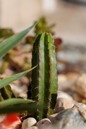 Stock Image: Desert Serenity: Cactus in a Rock Garden