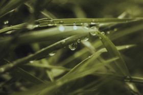 Stock Image: dew drops on grass