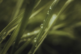 Stock Image: dew drops on grass close up