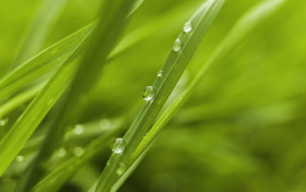 Stock Image: dew drops on grass springtime