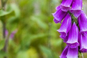 Stock Image: Digitalis purpurea, Foxgloves - pink blooming flowers