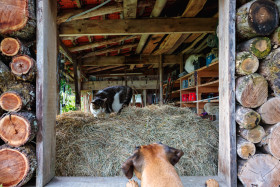 Stock Image: Dog and cat meet each other