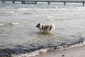 Stock Image: Dog in the water of the Baltic Sea