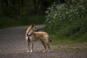 Stock Image: dog on forest path
