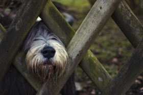 Stock Image: dog on the garden fence