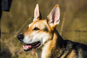 Stock Image: dog portrait