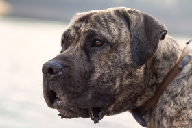 Stock Image: dog portrait