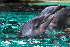 Stock Image: Dolphins in Water